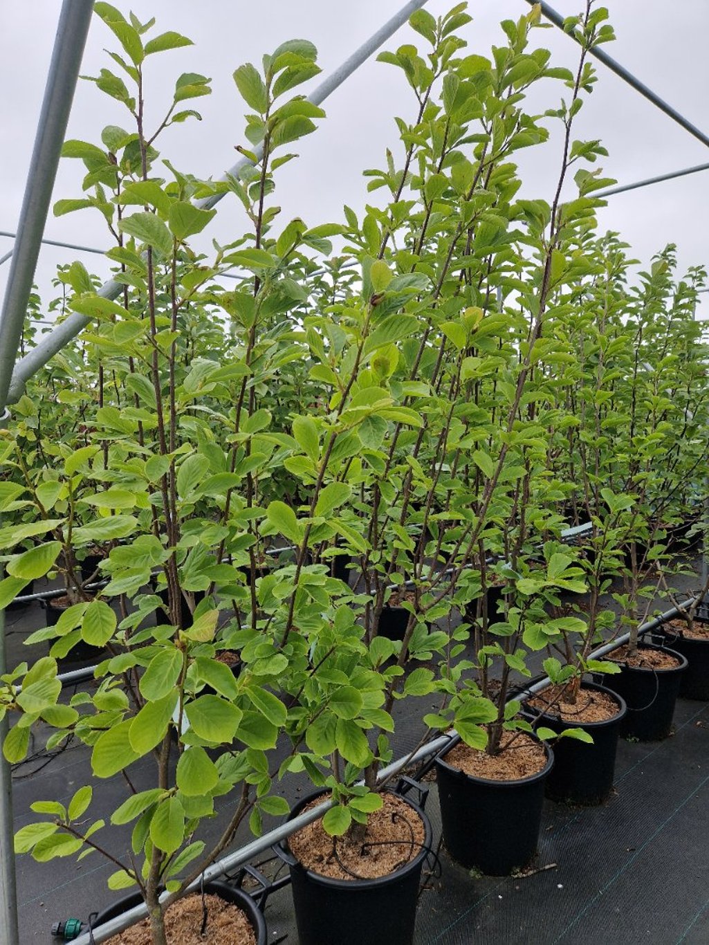 Magnolia denudata - C35 175-200 CM